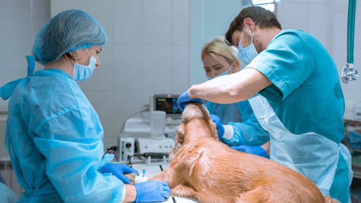 Operazione del cane