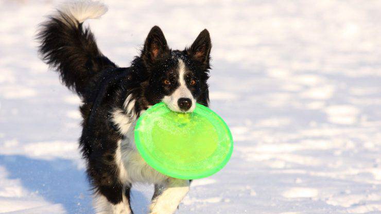 Cane gioca col frisbee