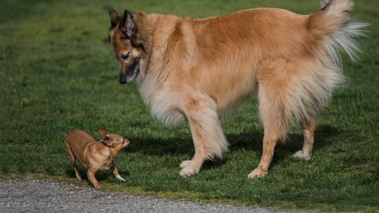 Cane piccolo e cane di grossa taglia