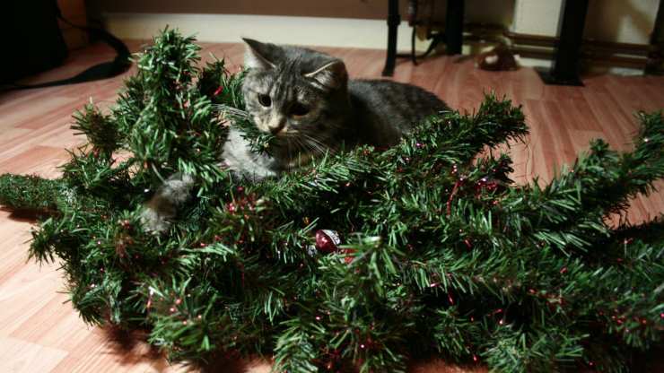 Gatto e albero di Natale