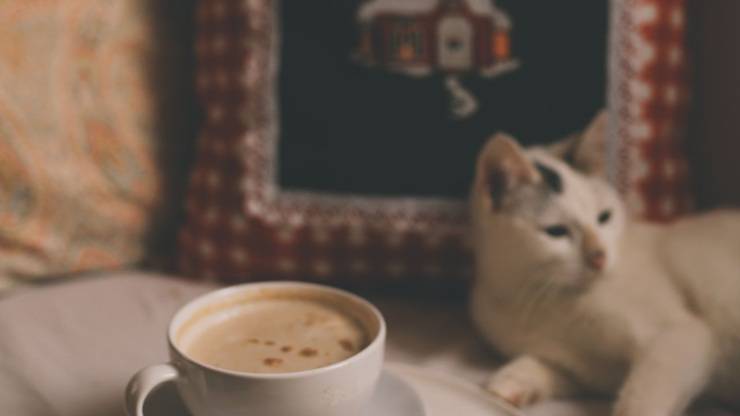 Gatto e caffè