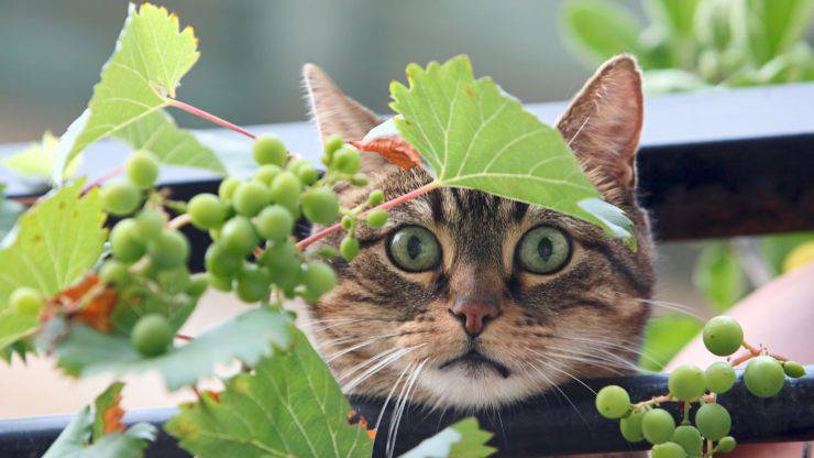 Gatto e uva