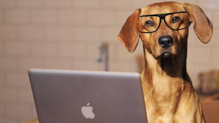 Lavorare con un cane