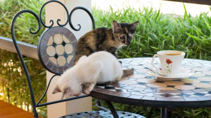 Gatti sulla tavola