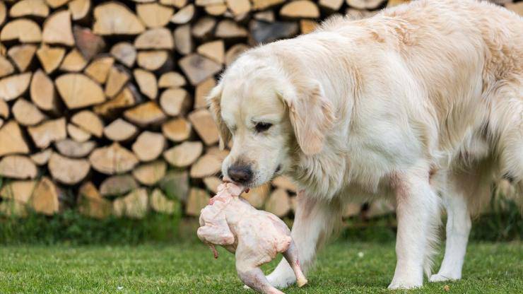 Cane con in bocca un pollo