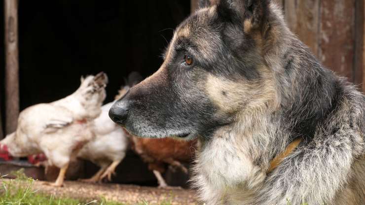 Cane e galline