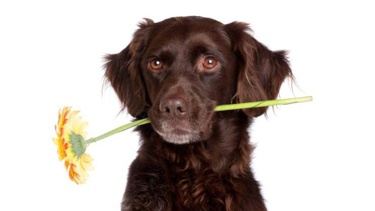 Cane con un fiore