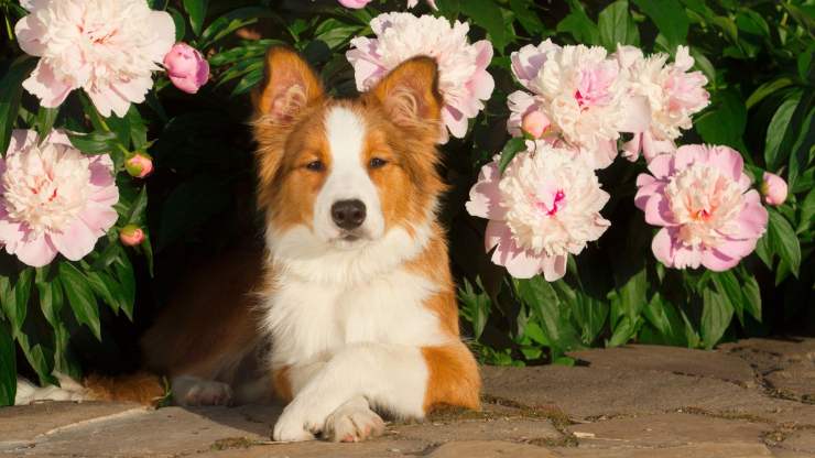 Cane e fiori