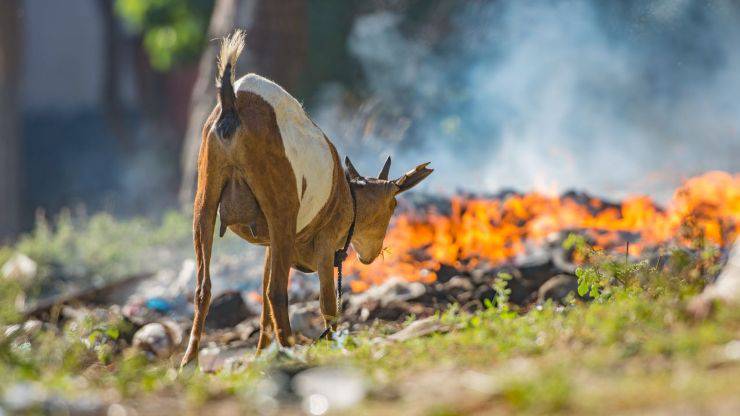 Incendio in campagna