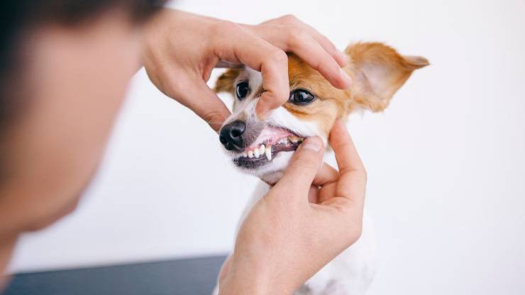 Denti del cane