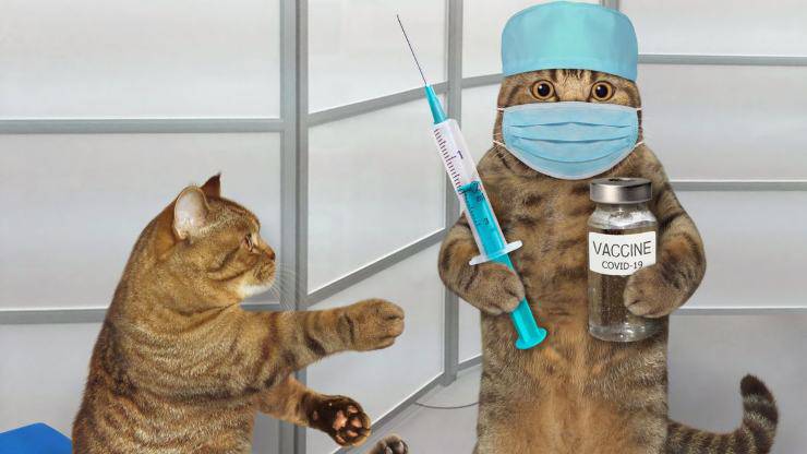 Vaccinazioni del gatto