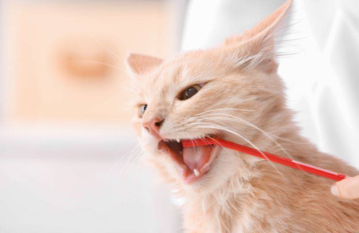 Lavare denti al gatto