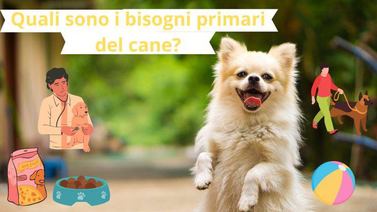 Di cosa ha bisogno un cane