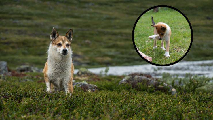 norsk lundehund