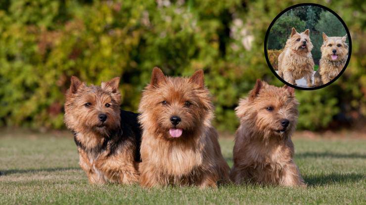 3 Norwich terrier