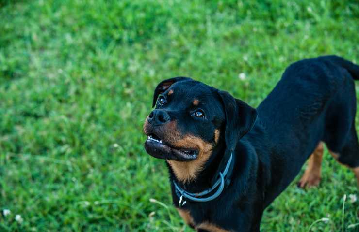 Rottweiler aggressivo