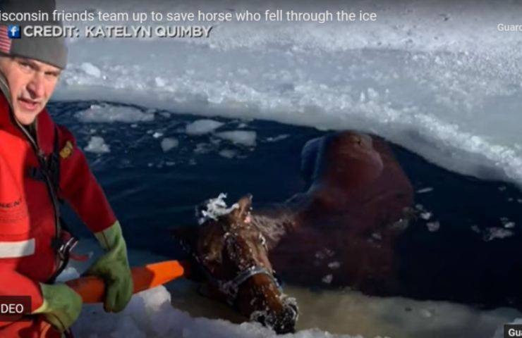 cavallo Jack ghiaccio annegare