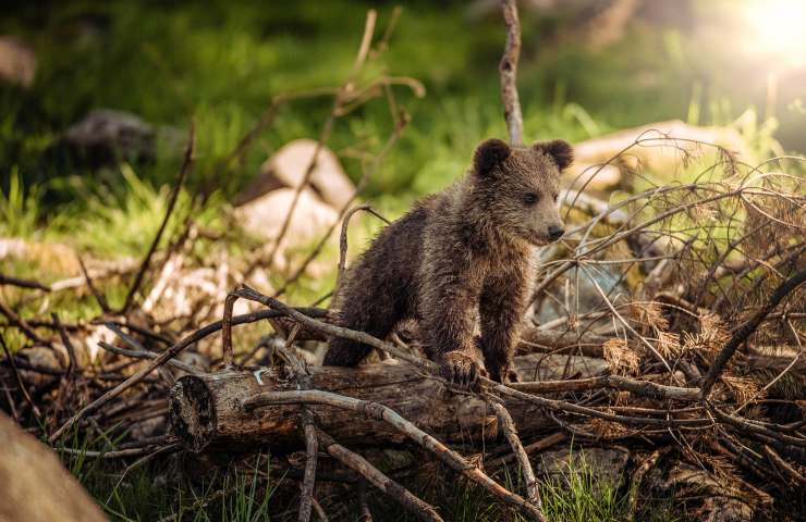 biodiversità lista animali pericolo