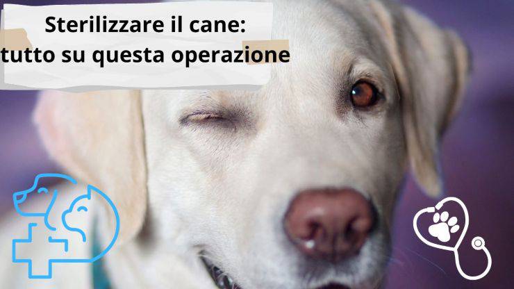 Perché dovremmo sterilizzare il cane