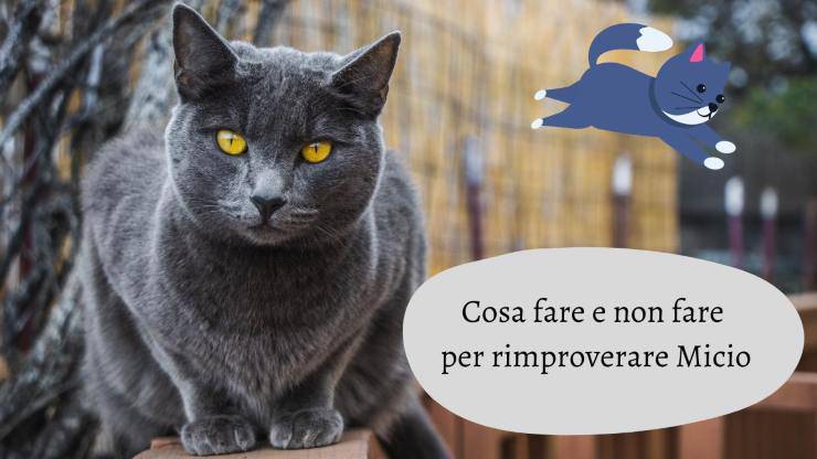 Il gatto scappa quando lo rimprovero