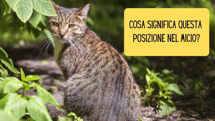 Il gatto nasconde la coda sotto il corpo