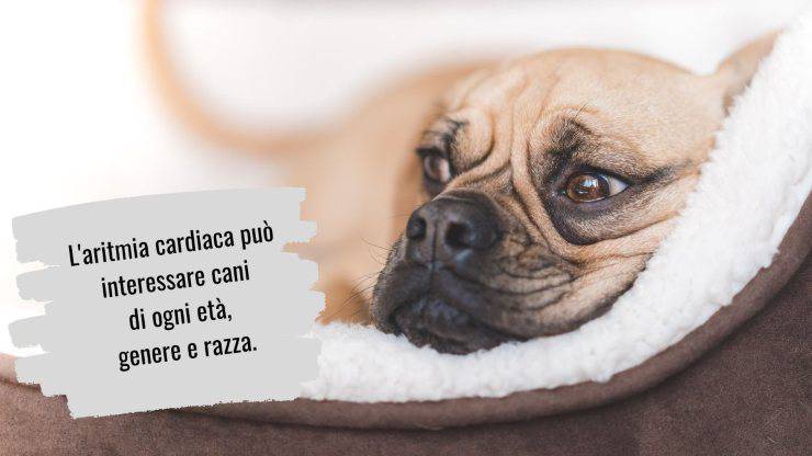 Aritmia cardiaca nel cane