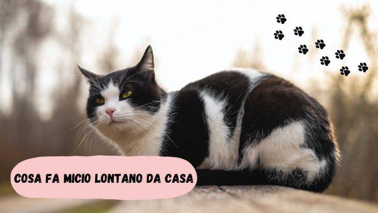 Dove va il gatto quando sparisce