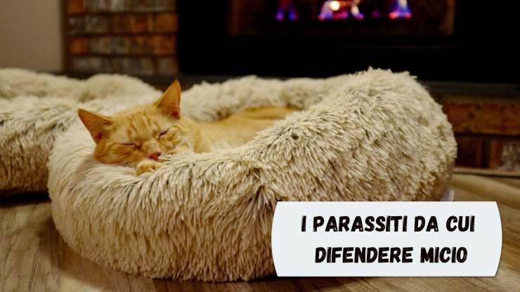 Strongili polmonari nel gatto