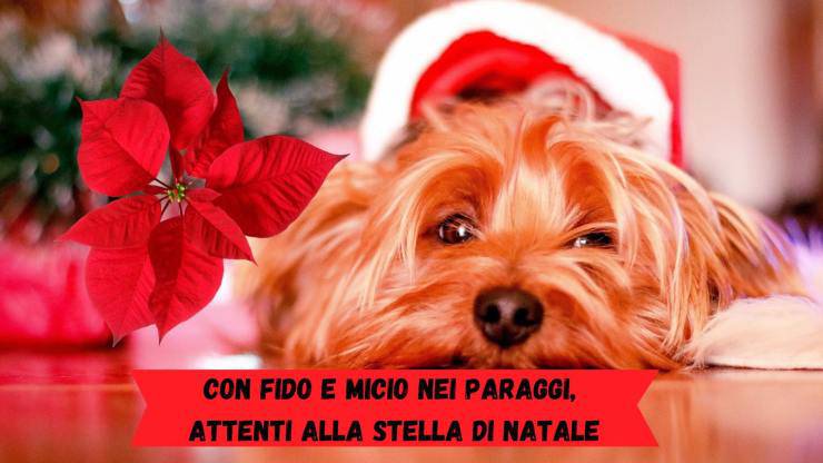 Stella di Natale tossica per cani e gatti