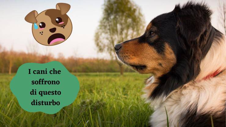 Razze di cani che soffrono di ansia da separazione