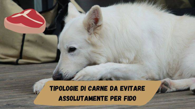 Carne pericolosa per il cane