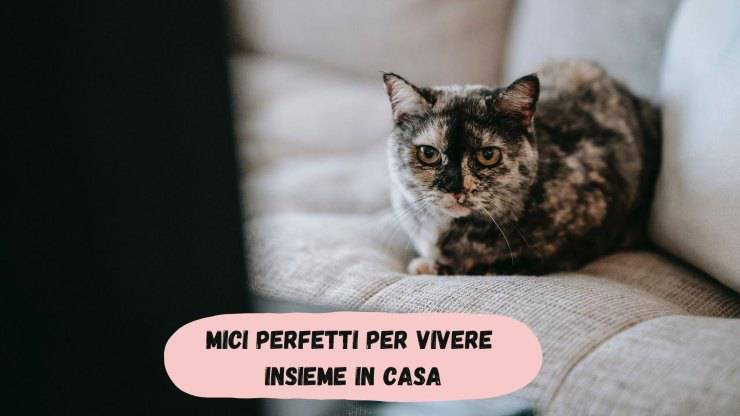 Gatti per persone meno impegnate