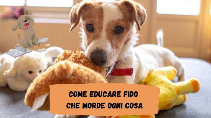 Perché il cane morde oggetti