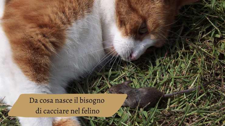 Il gatto vuole cacciare i topi