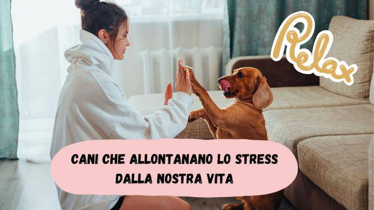 Razze di cani che riducono lo stress