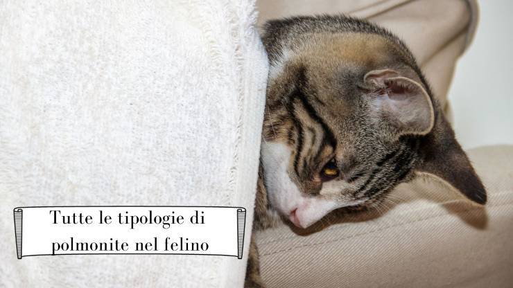 Polmonite nel gatto