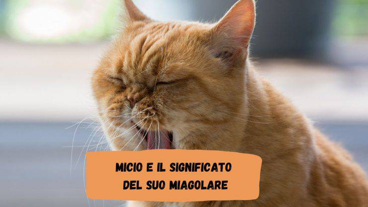 Il gatto miagola quando è solo