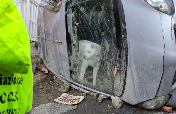 cane yuri ischia