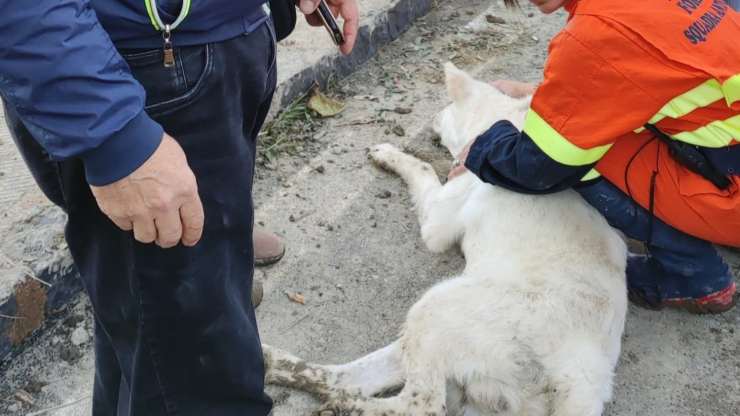 cane aspetta ritorno proprietari