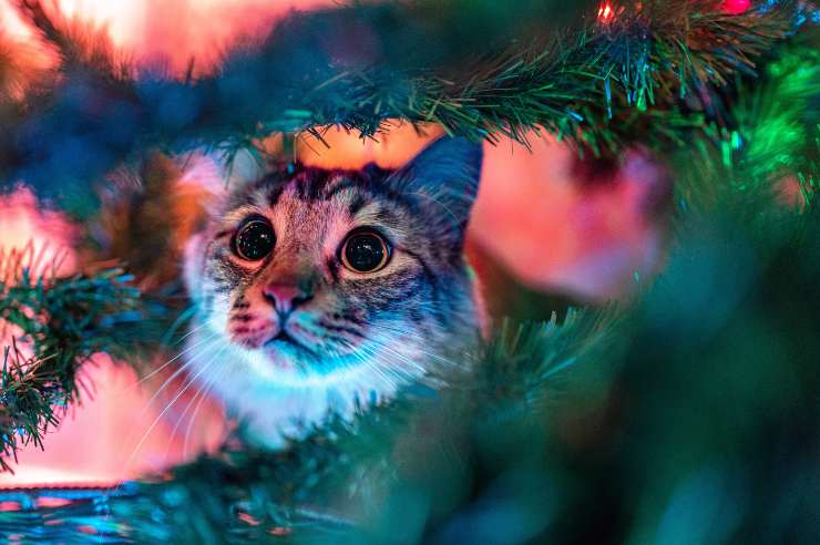 La tossicità della Stella di Natale per cane e gatto