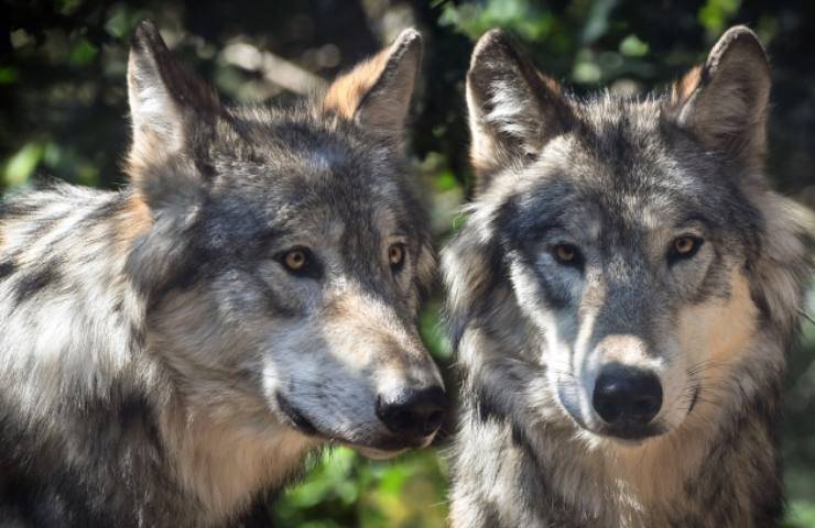 aggiornata lista animali pericolo