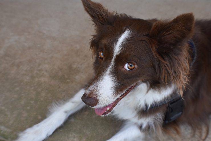 Razze di cani che soffrono l'ansia da separazione