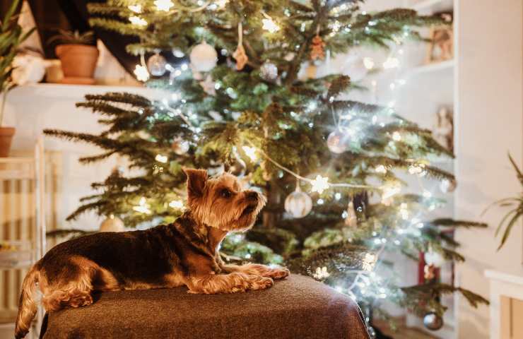 Cane davanti all'albero di Natale
