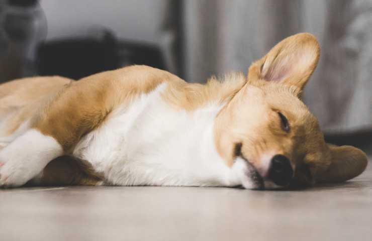 Cane dorme sul pavimento