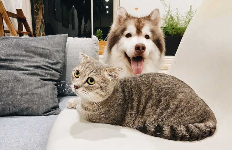 Cane e gatto sul divano