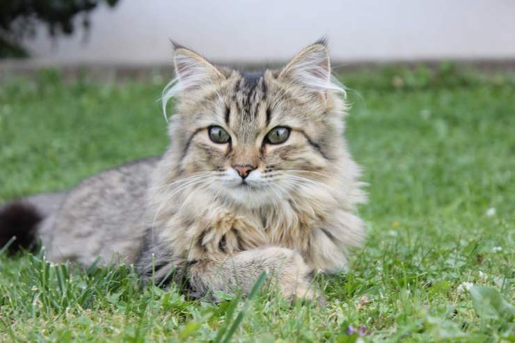 Felino tranquillo nel verde