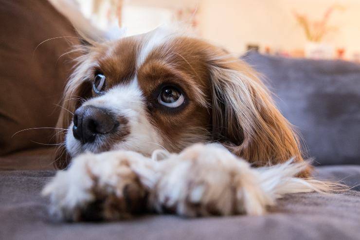 Cani che soffrono l'ansia da separazione