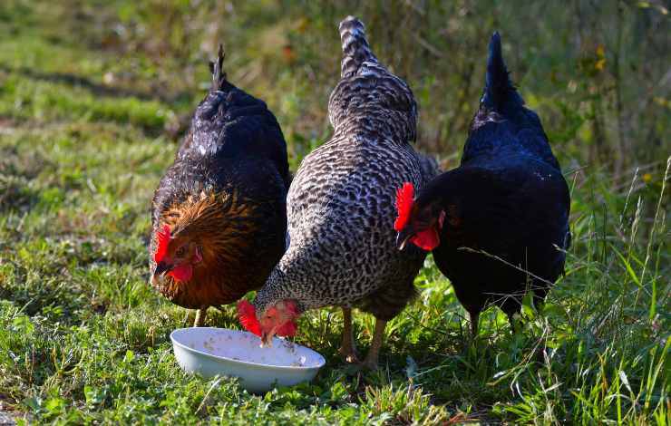 gallina dominicana