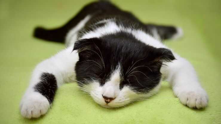 Gatto dorme a pancia in giù