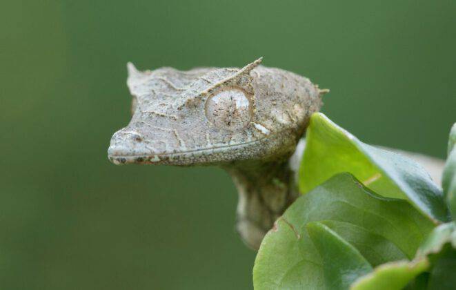 Doppia Treccia In Polipropilene Stabilizzato Special Trem Colore Nero - Foto 12